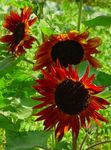 vinoso I fiori da giardino Girasole, Helianthus annus foto