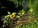 foto Zonnebloem beschrijving