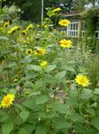 Girasol Delgada De Hoja