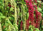 bordo Sodo Gėlės Amaranthus, Love-Melas-Kraujavimas, Kiwicha, Amaranthus caudatus Nuotrauka