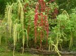 Amaranthus, Ljubezen-Laži-Krvavitev, Kiwicha