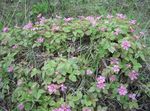 rosa Flores de jardín Frambuesa Ártico, La Mora Ártica, Rubus arcticus Foto