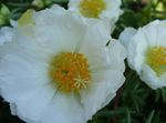 blanc les fleurs du jardin Usine De Soleil, Pourpier, Mousse Rose, Portulaca grandiflora Photo