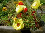 jaune les fleurs du jardin Usine De Soleil, Pourpier, Mousse Rose, Portulaca grandiflora Photo