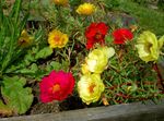 rouge les fleurs du jardin Usine De Soleil, Pourpier, Mousse Rose, Portulaca grandiflora Photo