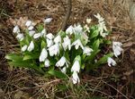 blanco Flores de jardín Squill Siberiano, Scilla Foto