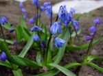 azul Flores de jardín Squill Siberiano, Scilla Foto