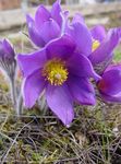 სურათი Pasque Flower აღწერა