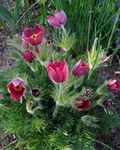 rosso Pasque Fiore, Pulsatilla foto