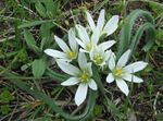 Фото Ornithogalum (Ornitogallum Үнді Пияз) сипаттамасы