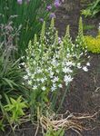 balts Dārza Ziedi Zvaigzne-Of-Betlēmes, Ornithogalum Foto