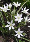 biely Záhradné kvety Hviezda-Of-Betlehema, Ornithogalum fotografie