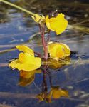 giallo I fiori da giardino Vescica, Utricularia vulgaris foto