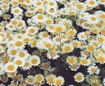 Chamomile Lawn, Roman Chamomile 