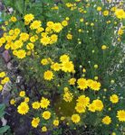 Golden Marguerite, Dyer's Chamomile 