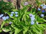 Photo Navelwort, Blue-Eyed-Mary, Creeping Forget-Me-Not description
