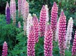 Photo Lupin Streamside la description