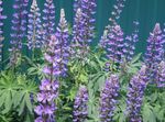 pourpre les fleurs du jardin Lupin Streamside, Lupinus Photo