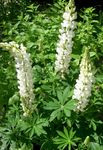 blanc les fleurs du jardin Lupin Streamside, Lupinus Photo