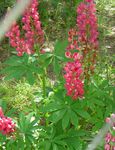 crvena Vrtne Cvjetovi Streamside Lupine, Lupinus Foto