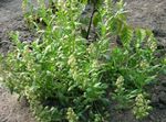 weiß Gartenblumen Reseda Seward, Reseda Odorata Foto