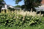 Rodgersia Featherleaf, Flor Rodgers