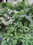 blanco Rodgersia Featherleaf, Flor Rodgers Foto