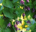 Pourpre Cloche Vigne