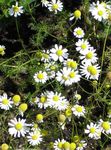 Photo German Chamomile, Scented Mayweed description