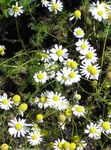 Photo Camomille Allemande, Mayweed Parfumée la description