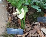 blanco Flores de jardín Roscoea Foto