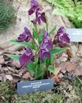 purple Garden Flowers Roscoea Photo