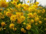 giallo I fiori da giardino Black-Eyed Susan, Echinacea Orientale, Arancio Echinacea, Echinacea Appariscente, Rudbeckia foto
