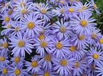 lyseblå Have Blomster Ialian Aster, Amellus Foto