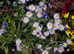 lilla Have Blomster Ialian Aster, Amellus Foto