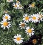 blanc les fleurs du jardin Aster Ialian, Amellus Photo