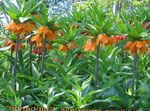 fotoğraf Emperyal Fritillaria Crown tanım