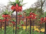 fotoğraf Emperyal Fritillaria Crown tanım