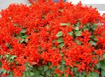 rød Have Blomster Scarlet Salvie, Skarlagen Salvie, Rød Salvie, Salvia splendens Foto