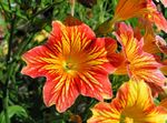 orange les fleurs du jardin Painted Tongue, Salpiglossis Photo