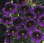 porpora I fiori da giardino Lingua Dipinto, Salpiglossis foto