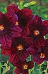 vineux les fleurs du jardin Painted Tongue, Salpiglossis Photo