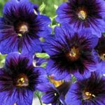 bleu les fleurs du jardin Painted Tongue, Salpiglossis Photo