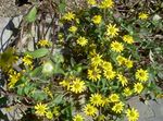 jaune les fleurs du jardin Rampante Zinnia, Sanvitalia Photo