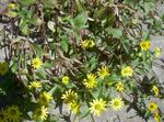 jaune les fleurs du jardin Rampante Zinnia, Sanvitalia Photo