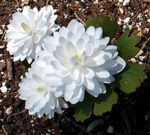 weiß Gartenblumen Blutwurz, Rot Puccoon, Sanguinaria Foto