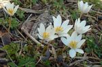 bílá Zahradní květiny Bloodroot, Červená Puccoon, Sanguinaria fotografie