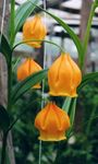 Chinese Lantern Lily, Christmas Bells 