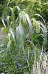 green Garden Flowers Foxtail Millet, Setaria Photo