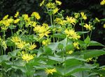 foto Cup Plant. Rosinweed beschrijving